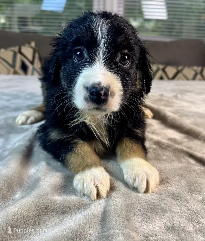 Girl 4 – Australian Shepherd puppy for sale in Salisbury, NC