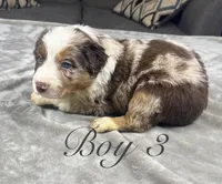 Boy 3 , a male Australian Shepherd for sale in Salisbury, NC – 5 of 10