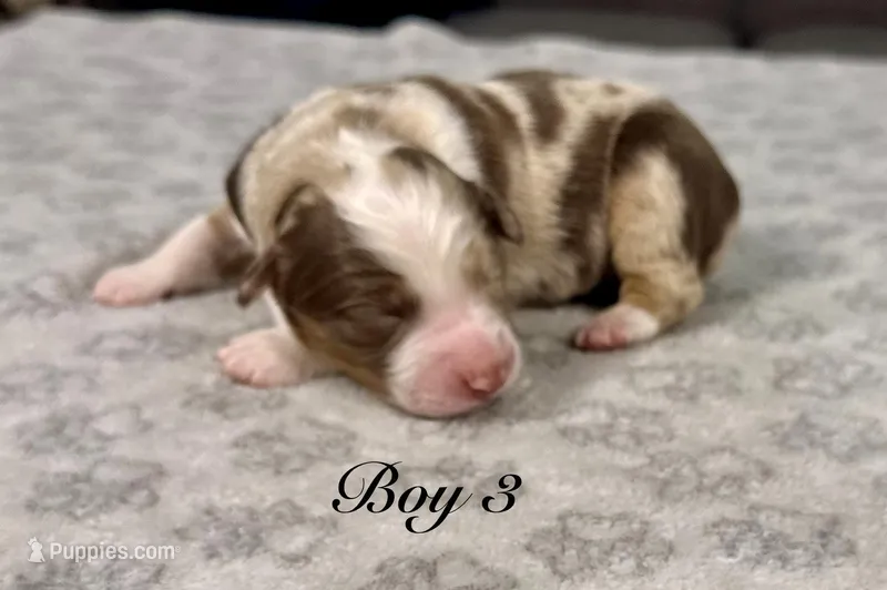 Boy 3  – Australian Shepherd puppy for sale in Salisbury, NC