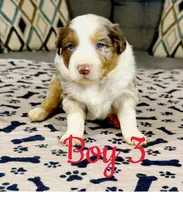 Boy 3 , a male Australian Shepherd for sale in Salisbury, NC – 8 of 10