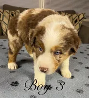 Boy 3 , a male Australian Shepherd for sale in Salisbury, NC – 2 of 10