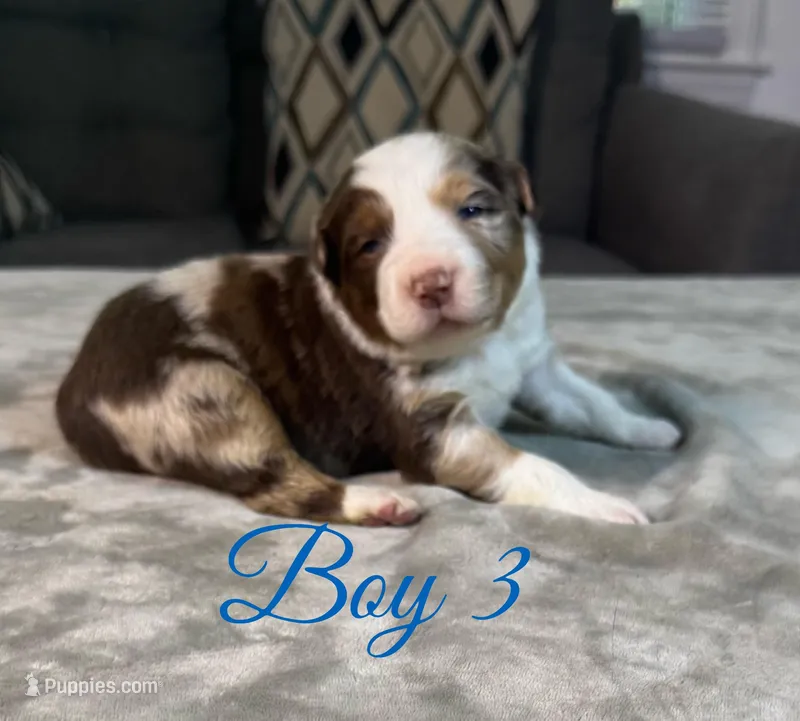 Boy 3  – Australian Shepherd puppy for sale in Salisbury, NC