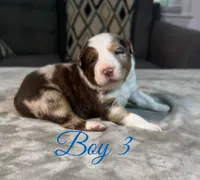 Boy 3 , a male Australian Shepherd for sale in Salisbury, NC – 6 of 10