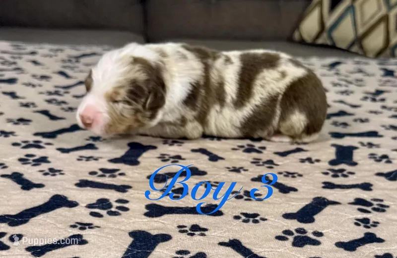 Boy 3  – Australian Shepherd puppy for sale in Salisbury, NC