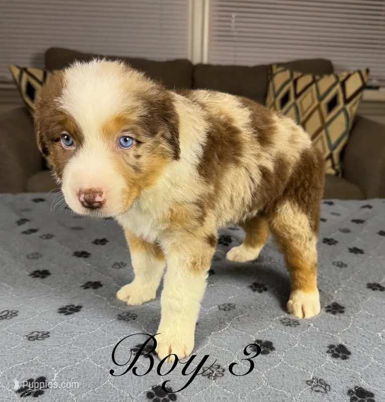 Boy 3  – Australian Shepherd puppy for sale in Salisbury, NC