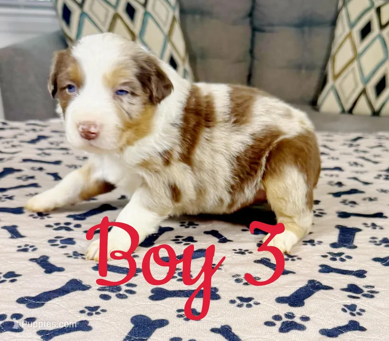 Boy 3  – Australian Shepherd puppy for sale in Salisbury, NC