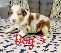 Boy 3 , a male Australian Shepherd for sale in Salisbury, NC – 7 of 10