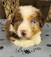 Boy 3 , a male Australian Shepherd for sale in Salisbury, NC – 3 of 10