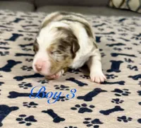 Boy 3 , a male Australian Shepherd for sale in Salisbury, NC – 10 of 10