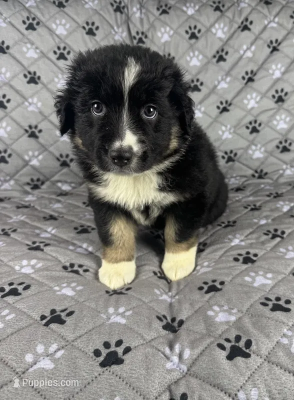 Boy Three – Australian Shepherd puppy for sale in Salisbury, NC