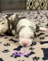Girl 2, a female Australian Shepherd for sale in Salisbury, NC – 3 of 4