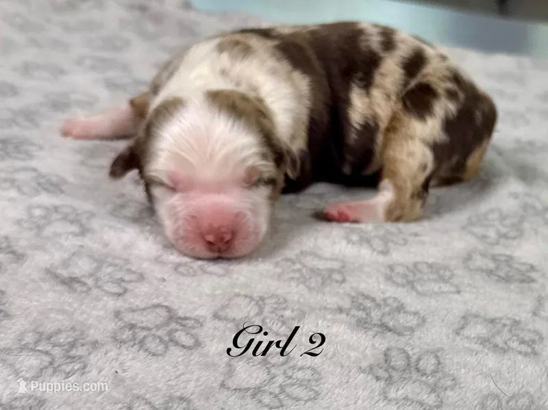 Girl 2 – Australian Shepherd puppy for sale in Salisbury, NC