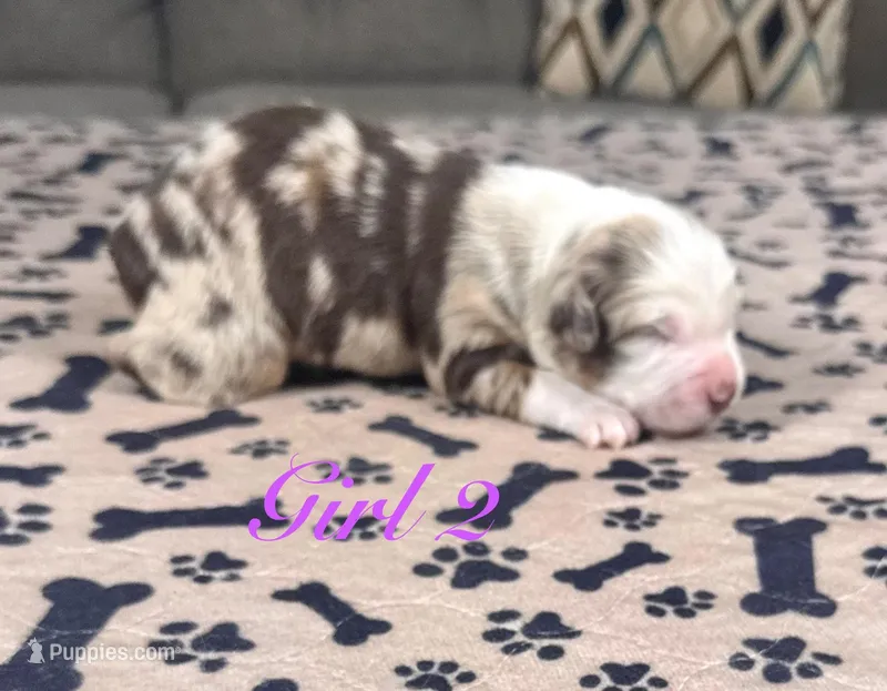Girl 2 – Australian Shepherd puppy for sale in Salisbury, NC