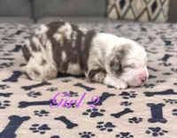 Girl 2, a female Australian Shepherd for sale in Salisbury, NC – 1 of 4