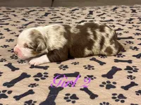 Girl 2, a female Australian Shepherd for sale in Salisbury, NC – 2 of 4