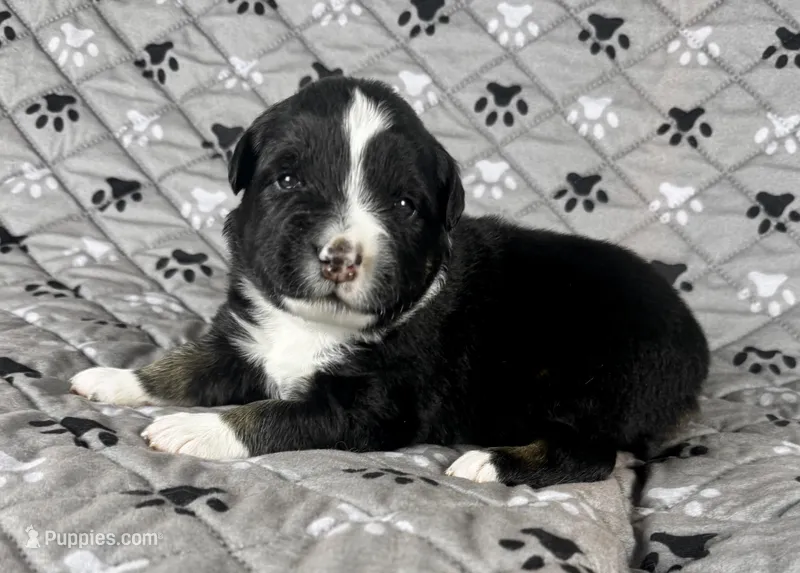 Boy Three – Australian Shepherd puppy for sale in Salisbury, NC