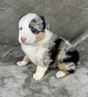 Girl Two, a female Australian Shepherd and Miniature Australian Shepherd for sale in Salisbury, NC – 7 of 10