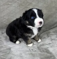 Boy One, a male Australian Shepherd for sale in Salisbury, NC – 2 of 9