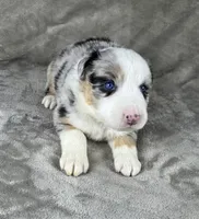 Boy Four, a male Australian Shepherd for sale in Salisbury, NC – 3 of 9