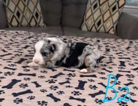 Boy 2, a male Australian Shepherd for sale in Salisbury, NC – Photo 2 of 3