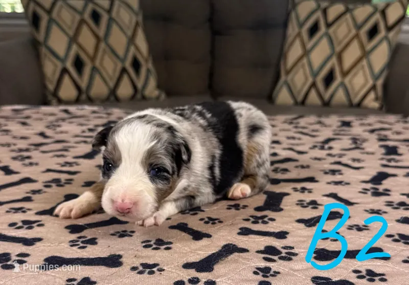 Boy 2 – Australian Shepherd puppy for sale in Salisbury, NC