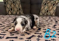 Boy 2, a male Australian Shepherd for sale in Salisbury, NC – Photo 1 of 3