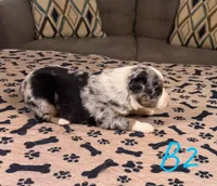 Boy 2, a male Australian Shepherd for sale in Salisbury, NC – Photo 3 of 3