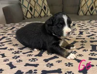 Girl 6, a female Australian Shepherd for sale in Salisbury, NC – Photo 1 of 2