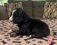 Girl 6, a female Australian Shepherd for sale in Salisbury, NC – Photo 2 of 2