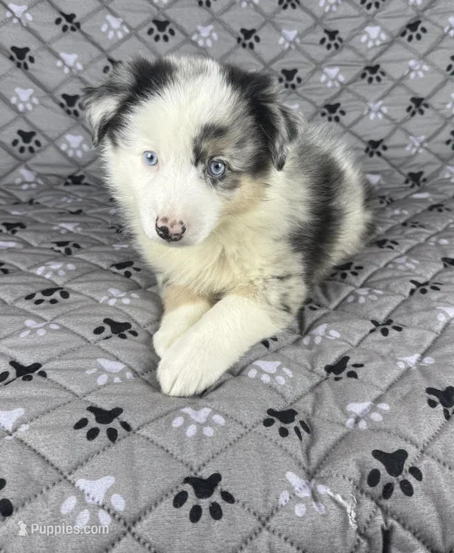 Girl Two – Australian Shepherd, Miniature Australian Shepherd puppy for sale in Salisbury, NC