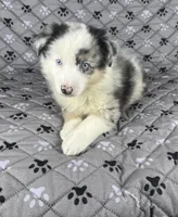 Girl Two, a female Australian Shepherd and Miniature Australian Shepherd for sale in Salisbury, NC – 1 of 10