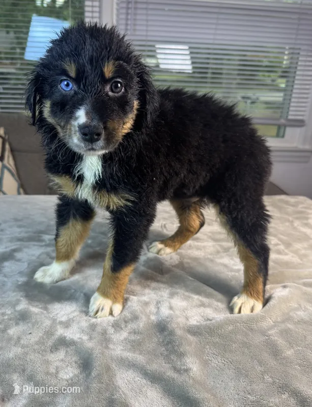 Boy 4 – Australian Shepherd puppy for sale in Salisbury, NC