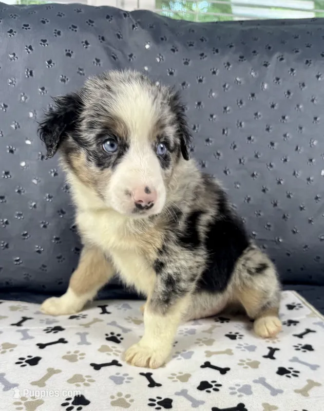 Boy 2 – Australian Shepherd puppy for sale in Salisbury, NC