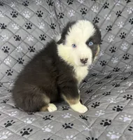 Boy Two, a male Australian Shepherd for sale in Salisbury, NC – 5 of 10