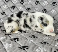 Boy Four, a male Australian Shepherd for sale in Salisbury, NC – 6 of 9