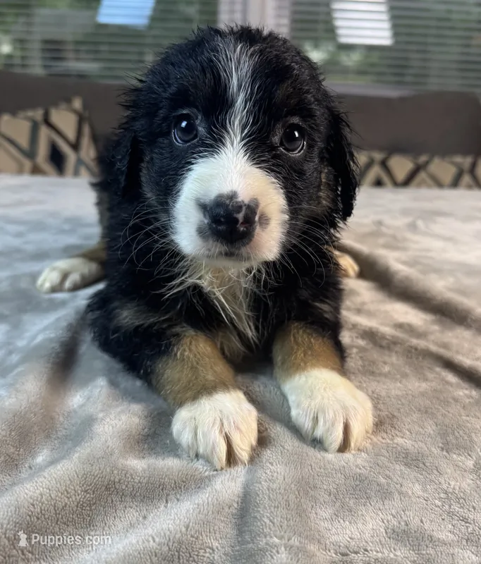 Girl 4 – Australian Shepherd puppy for sale in Salisbury, NC