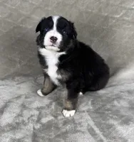 Boy One, a male Australian Shepherd for sale in Salisbury, NC – 3 of 9