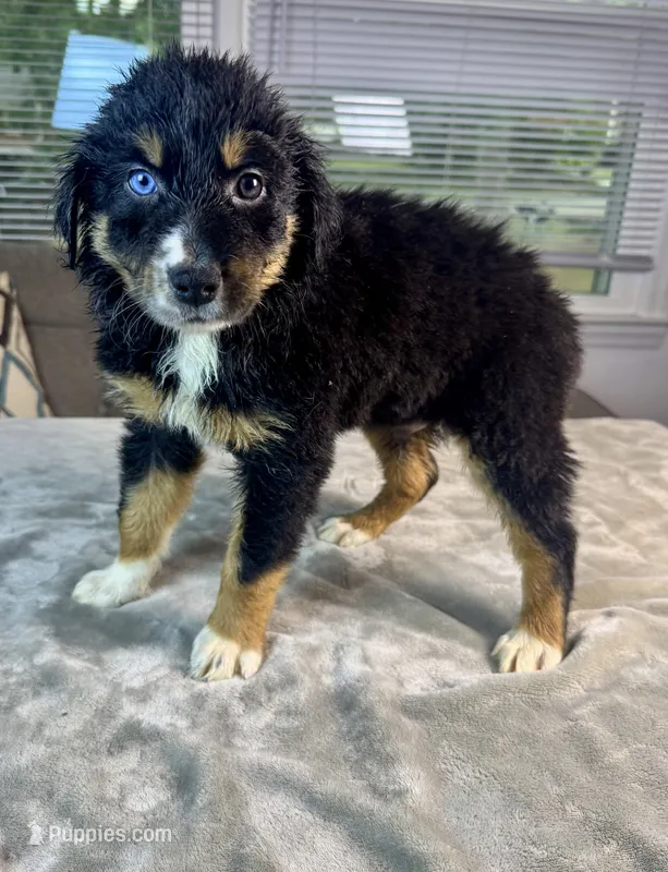 Boy 4 – Australian Shepherd puppy for sale in Salisbury, NC