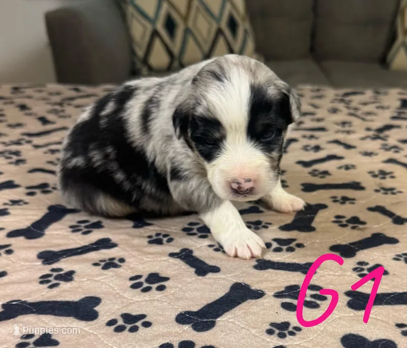 Girl 1 – Australian Shepherd puppy for sale in Salisbury, NC