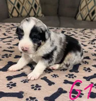 Girl 1, a female Australian Shepherd for sale in Salisbury, NC – Photo 2 of 3