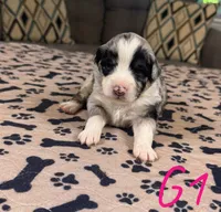 Girl 1, a female Australian Shepherd for sale in Salisbury, NC – Photo 3 of 3