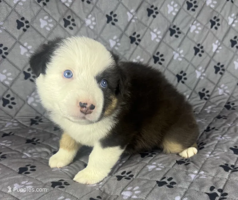 Boy Two – Australian Shepherd puppy for sale in Salisbury, NC