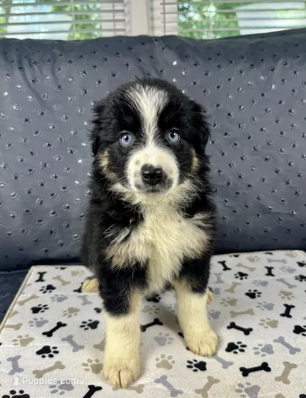 Girl 2 – Australian Shepherd puppy for sale in Salisbury, NC