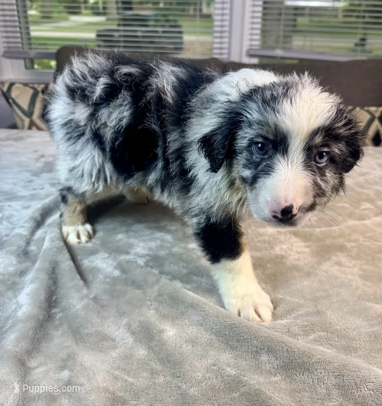 Boy 3 – Australian Shepherd puppy for sale in Salisbury, NC