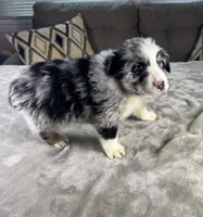 Boy 3, a male Australian Shepherd for sale in Salisbury, NC – 2 of 3