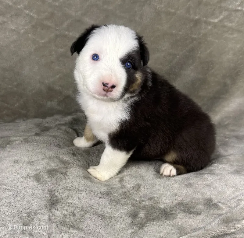 Boy Two – Australian Shepherd puppy for sale in Salisbury, NC