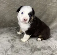 Boy Two, a male Australian Shepherd for sale in Salisbury, NC – 8 of 10