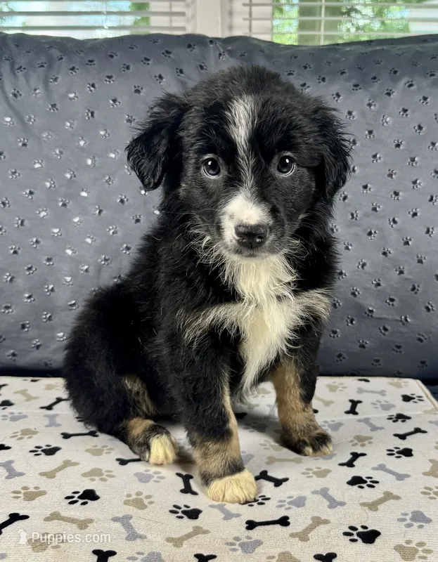 Girl 6 – Australian Shepherd puppy for sale in Salisbury, NC