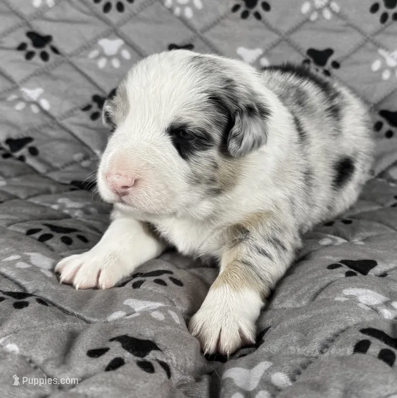Boy 4 – Australian Shepherd puppy for sale in Salisbury, NC