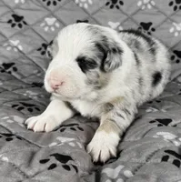 Boy Four, a male Australian Shepherd for sale in Salisbury, NC – 4 of 9